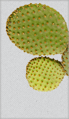 nopal1