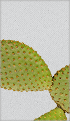 nopal2