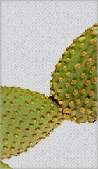 nopal3