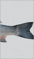 pescado3