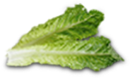 lechuga